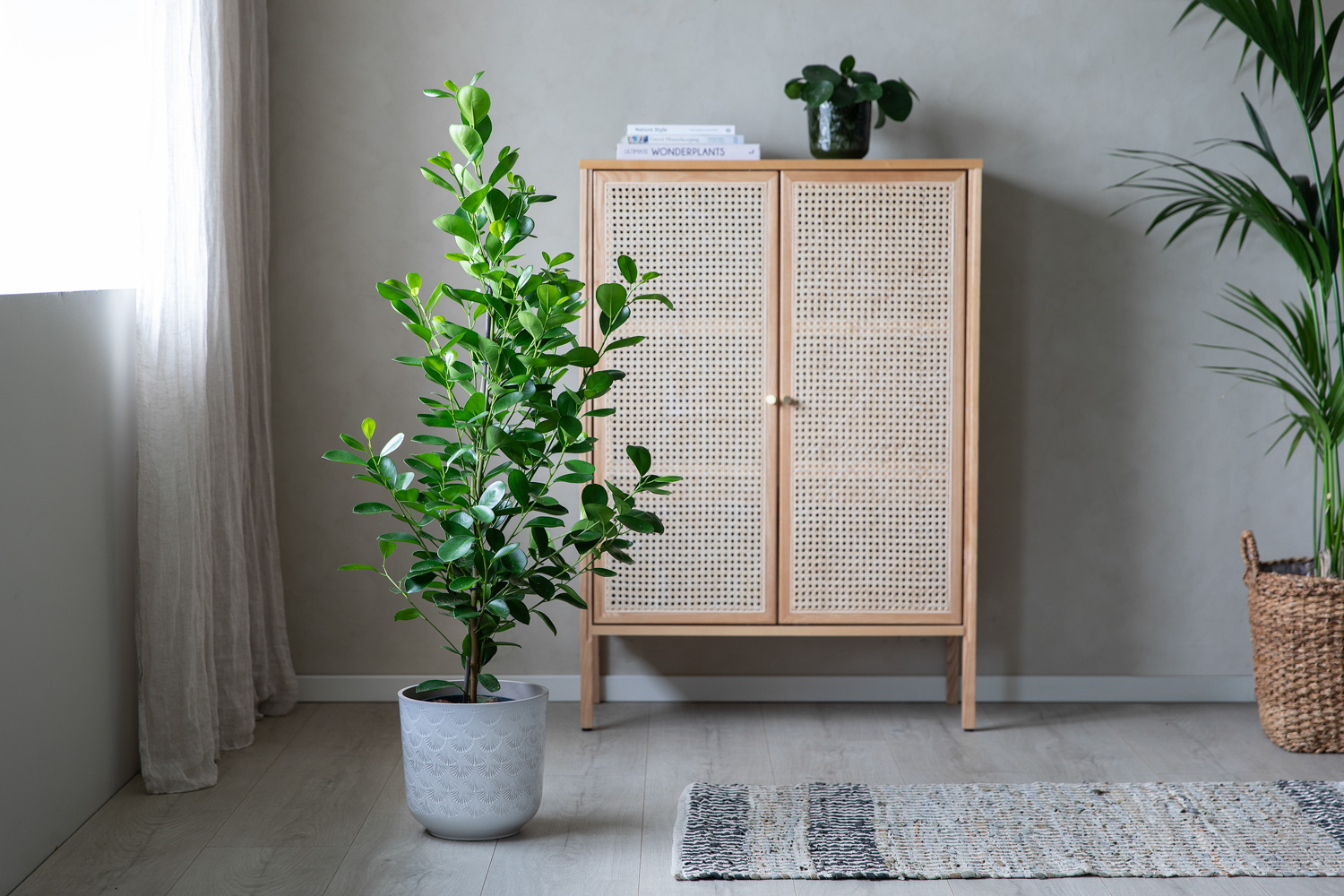 Ficus Moclame